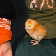 NID-1502_csibek00004.jpg