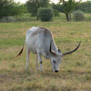 NID-1648_enekkar00031.JPG