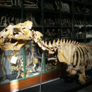 NID-3060_Gigean_Comenius051.JPG