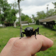 NID-5453_okog203.jpg