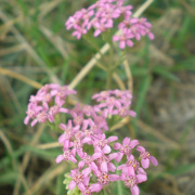 NID-3623_zarandoklat161.JPG