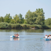 NID-7116_golyatabor_9abc542.JPG